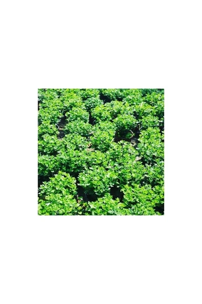 Kasımpatı Krizantem Chrysanthemum Çiçeği Fidanı 2'li Set Pembe Sarı - Resim 3