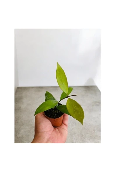 Lila Sarı Renk Çiçek Açan Mum Çiçeği Fidanı 10-20 cm - Resim 2