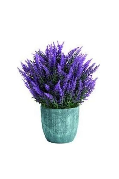 Muka Botanik Yerli Yediveren Lavanta/ Eko Paket 50 Adet Tohum - Resim 4