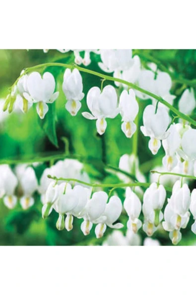 Muka Botanik Nadir Beyaz Dicentra Çiçeği Tohumu Ekim Seti - Resim 2