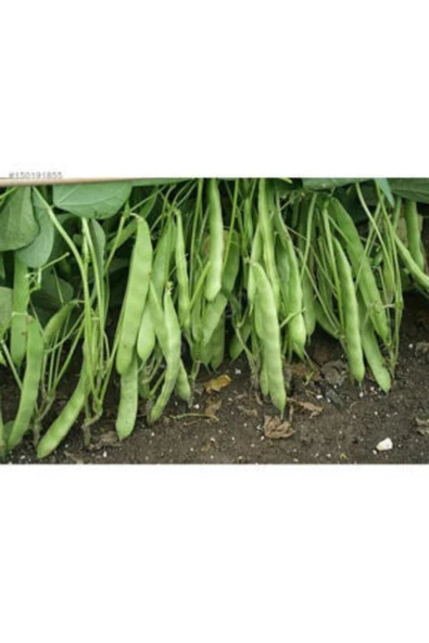 Muka Botanik Magnum Fasulye Tohumu Ekim Seti - Resim 2