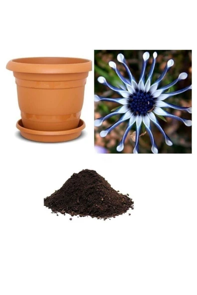 Muka Botanik Dev Mavi Papatya Tohumu Ekim Seti ürün görseli