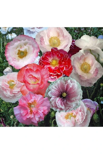 Muka Botanik 10 Adet Shirley Poppies Double Mixture Tohumu ürün görseli