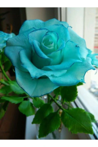 Muka Botanik 10 Adet Turkuaz Renkli Gül Çiçeği Tohumu ürün görseli