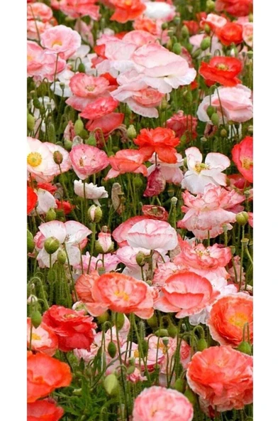 Muka Botanik 10 Adet Shirley Poppies Double Mixture Tohumu - Resim 4