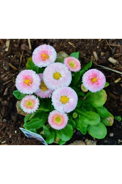 Muka Botanik 20 Adet Strawberries & Cream Englısh Daısy Tohumu - Resim 5