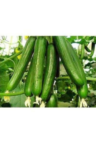 Muka Botanik Erkenci Badem Salatalık Tohumu Ekim Seti - Resim 2