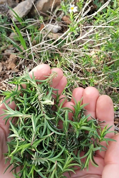 Muka Botanik Dağ Kekiği, Doğal Zahter Tohumu 20 Adet Tohum ürün görseli