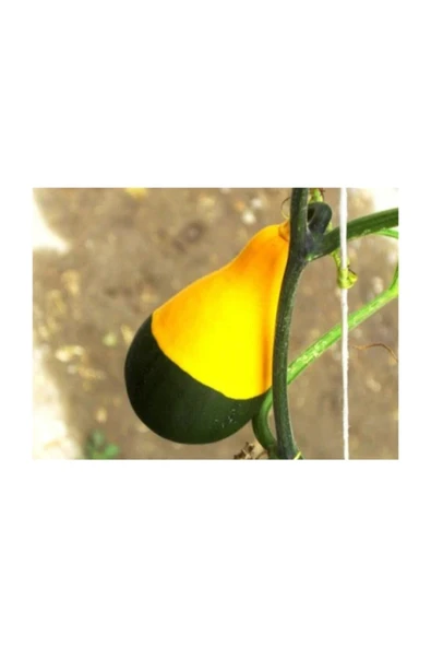 Muka Botanik Sarı Yeşil Kabak Tohumu 10 Adet Tohum Süs Kabağı - Resim 4