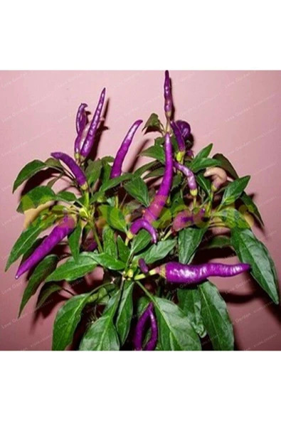 Muka Botanik 20 Adet Saksılık Mor Süs Biberi Tohumu - Resim 3