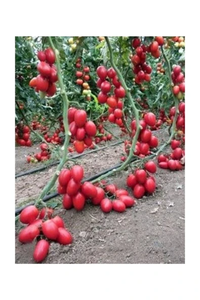 Muka Botanik Saksılık Zeytin Domates Tohumu 20 Adet Tohum Kahvaltılık Domates Tohumu - Resim 2