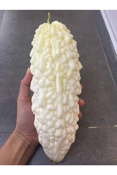 Muka Botanik 10 Adet White Large Bitter Kavun Tohumu - Resim 3