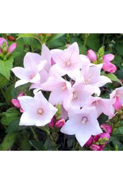 Muka Botanik 10 Adet Pink Balloon Tohumu ürün görseli