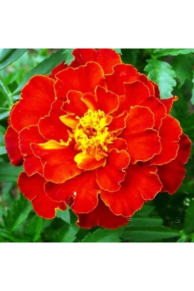 Muka Botanik 5 Adet Natural French Marigold Carmen Tohumu - Resim 3