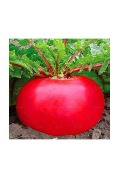 Muka Botanik Nadir Ithal Endonezya Dev Turp Tohumu 20 Adet Tohum ürün görseli