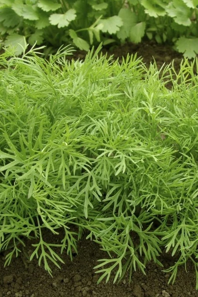 Muka Botanik Organik Yerli Dere Otu Tohumu / 100 Adet Tohum - Resim 3