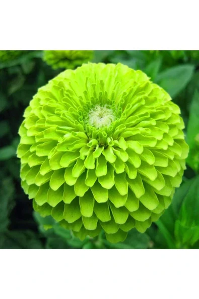 Muka Botanik 10 Adet Zinnia Elegans Tohumu - Resim 2