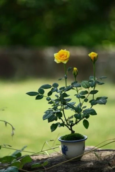 Muka Botanik Sarı Gül Bonzai Ağacı Tohumu Ekim Seti - Resim 2