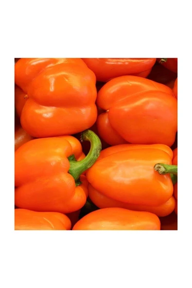 Muka Botanik Nadir Ithal Turuncu Dolmalık Biber Tohumu 5 Adet Tohum - Resim 2