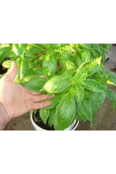 Muka Botanik Yeşil Yapraklı Mis Kokulu Fesleğen Çiçeği Tohumu 30 Adet - Resim 3