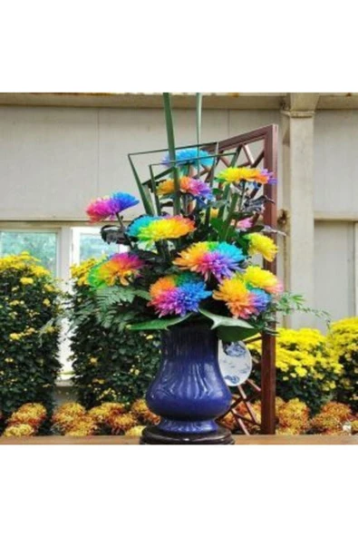 Muka Botanik Çok Nadir Himalaya Orkide Çiçeği Tohumu Ekim Seti - Resim 5