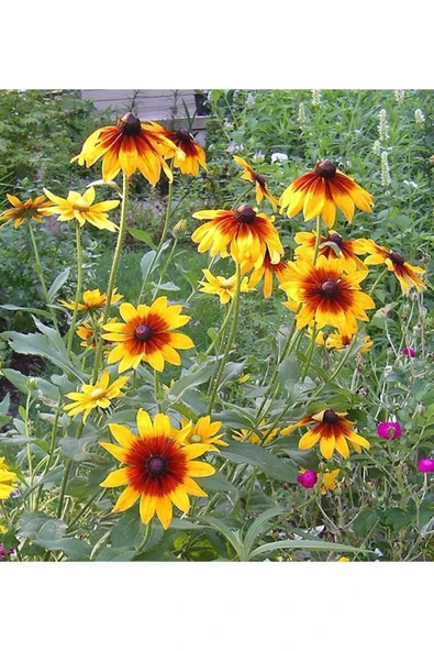 Muka Botanik 20 Adet Indian Summer Glorıosa Daısy Tohumu - Resim 3