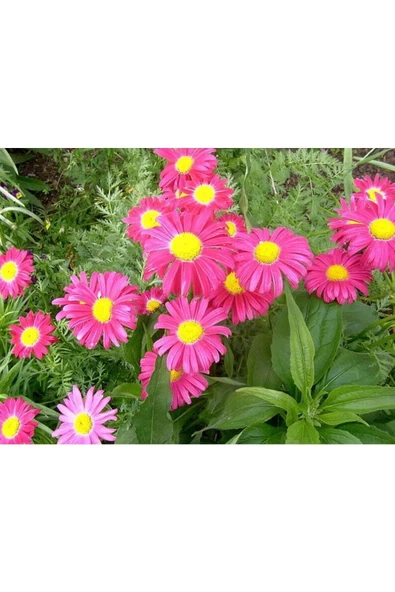 Muka Botanik 20 Adet Mixed Colors Robınsons Paınted Daısy Tohumu - Resim 6