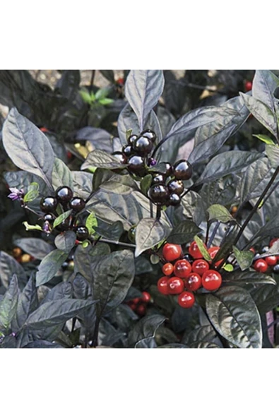 Muka Botanik 20 Adet Siyah Inci Acı Biber Tohumu ürün görseli