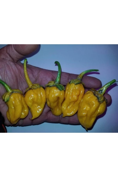 Muka Botanik 20 Adet Lucifer's Lemons Biber Tohumu ürün görseli