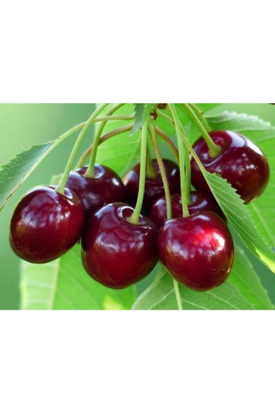 Muka Botanik 10 Adet Black Cherry (kiraz) Tree Tohumu ürün görseli