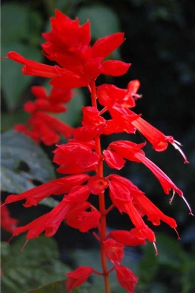 Muka Botanik 10 Adet Ateş Çiçeği Tohumu - Resim 2
