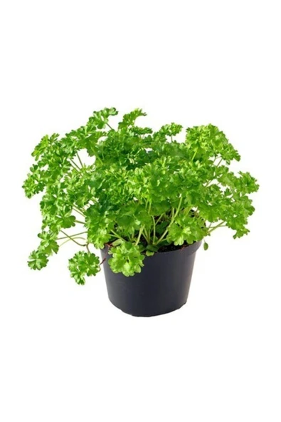 Muka Botanik Agrobazaar Iri Yapraklı Italyan Maydonoz 2000 + Tohum ürün görseli