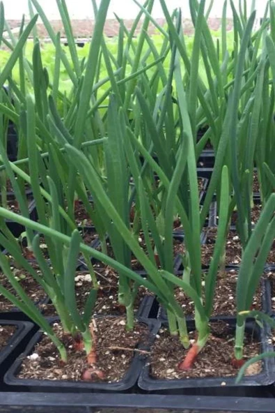 Muka Botanik Yerli Erkenci Taze Soğan Tohumu / 100 Adet Tohum - Resim 4