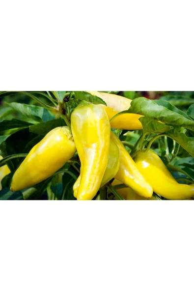 Muka Botanik 20 Adet Sweet Banana Biber Tohumu - Resim 3