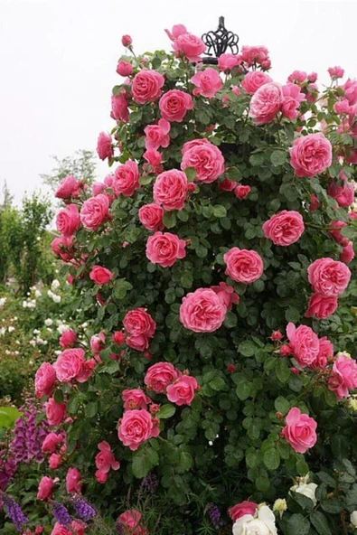 Muka Botanik 15 Adet Pembe Renkli Sarmaşık Gül Tohumu ürün görseli