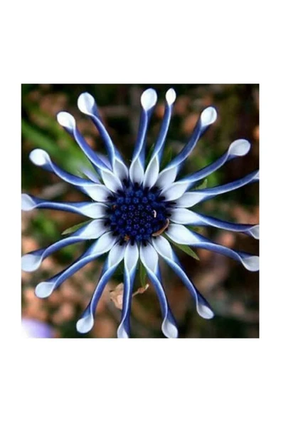 Muka Botanik Nadir Ithal Dev Mavi Papatya Tohumu 5 Adet Tohum Çiçek Tohumu ürün görseli