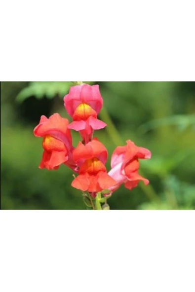 Muka Botanik 10 Adet Gül Kurusu Renkli Aslanağzı Çiçek Tohumu ürün görseli