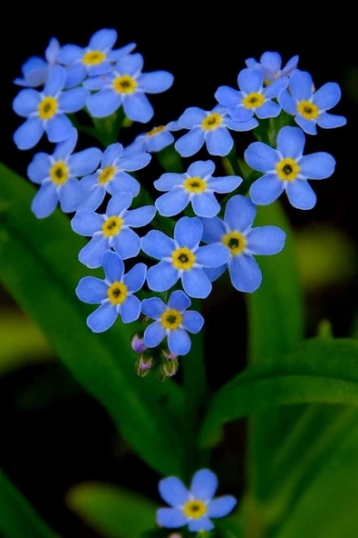 Muka Botanik Mavi Unutma Beni Çiçeği Tohumu / 20 Adet Tohum - Resim 4