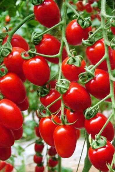 Muka Botanik Salkım Cherry Domates Tohumu / 5+ Adet Tohum - Resim 5