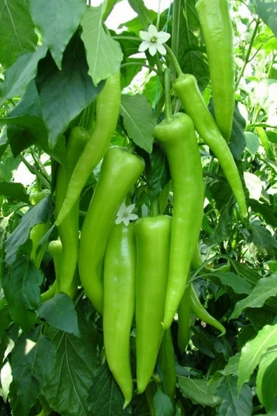 Muka Botanik Yerli Tatlı Çarliston Biber Tohumu / 20+ Adet Tohum - Resim 4