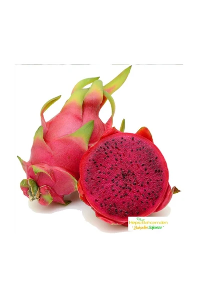 Muka Botanik Tropikal Kırmızı Pitaya Meyvesi Tohumu 10 Adet Tohum ürün görseli