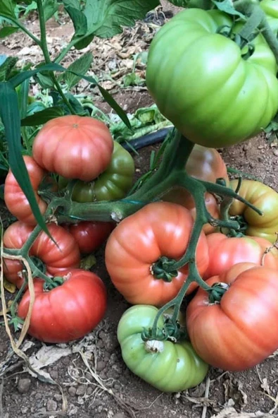 Muka Botanik Organik Pembe Domates Tohumu / 5+ Adet Tohum - Resim 2