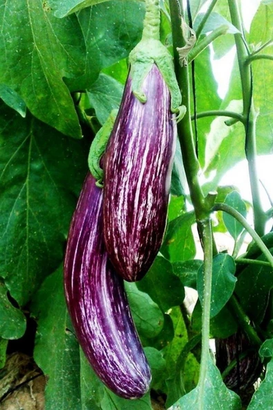 Muka Botanik Çizgili Kırçıllı Patlıcan Tohumu / 5+ Adet Tohum ürün görseli