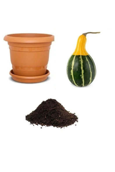 Muka Botanik Nadir Sarı Yeşil Süs Kabağı Tohumu Ekim Seti ürün görseli