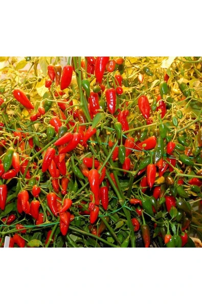 Muka Botanik 20 Adet Inca Red Drop Biber Tohumu ürün görseli