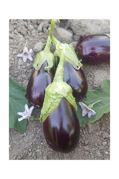 Muka Botanik Adana Topak Dolmalık Patlıcan Tohumu 25 Adet Tohum - Resim 3