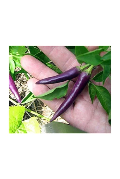 Muka Botanik Süper Paket 100 Adet Tohum Mor Acı Süs Biberi Tohumu Mor Biber Tohumu ürün görseli