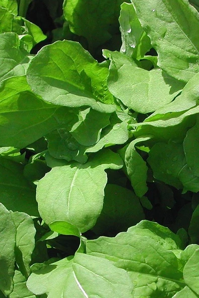 Muka Botanik Yerli Geleneksel Roka Tohumu / 100 Adet Tohum - Resim 3