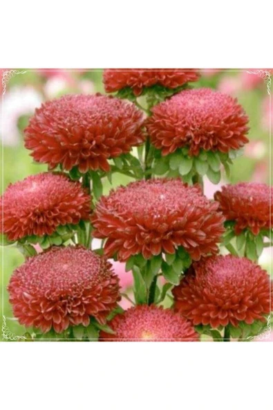 Muka Botanik 10 Adet Callistephus Pompon Dark Red Aster Tohumu ürün görseli