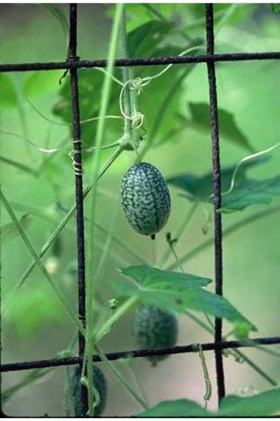 Muka Botanik 10 Adet Cucamelon Vine Tohumu - Resim 4